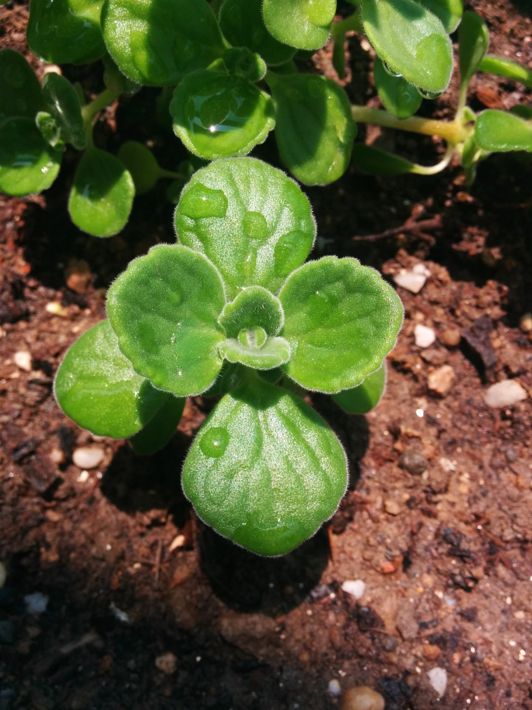 IMG-2015-04-17-11-36-09